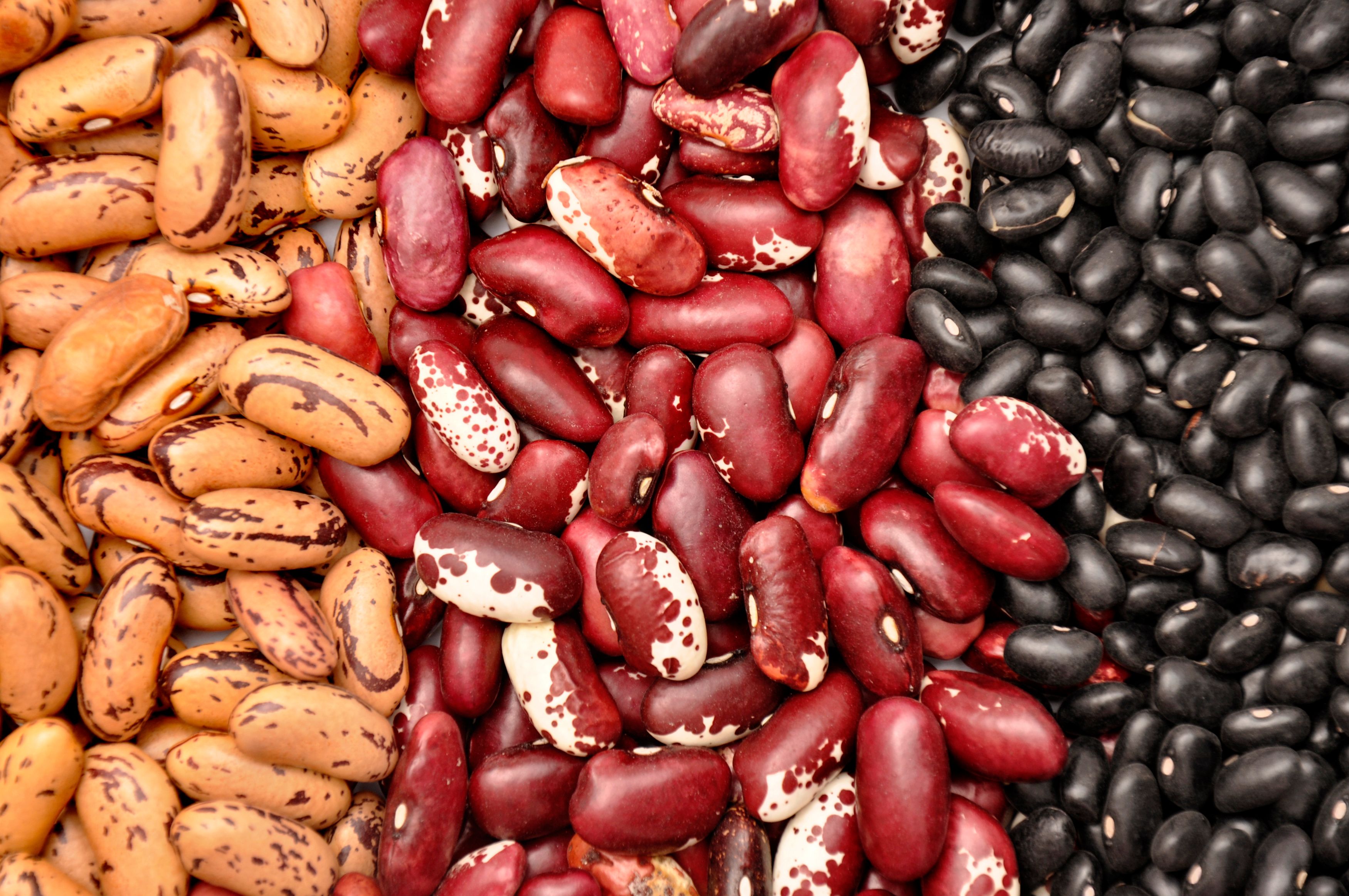 Three different types of beans. 