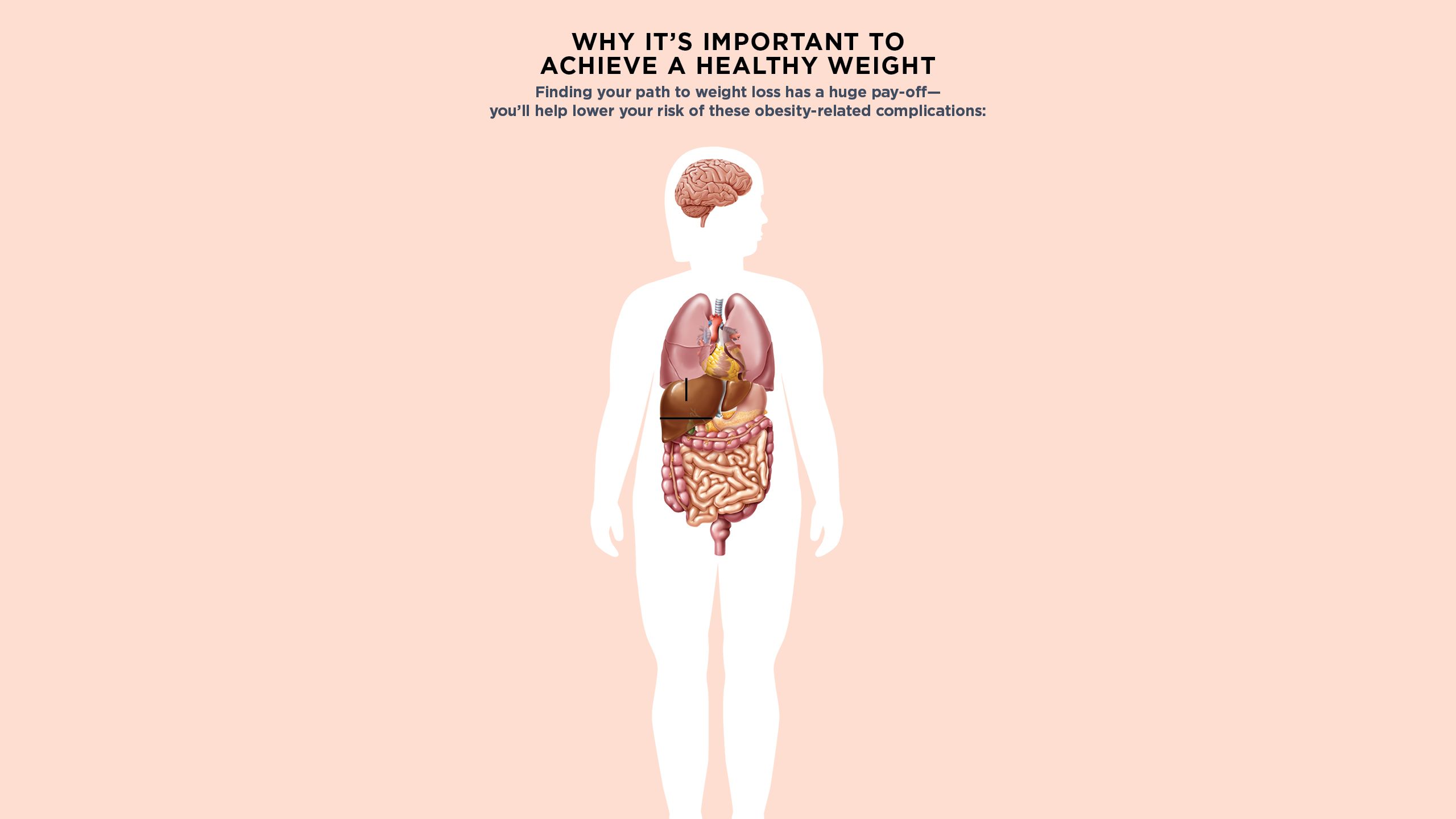 An illustration of human organs.