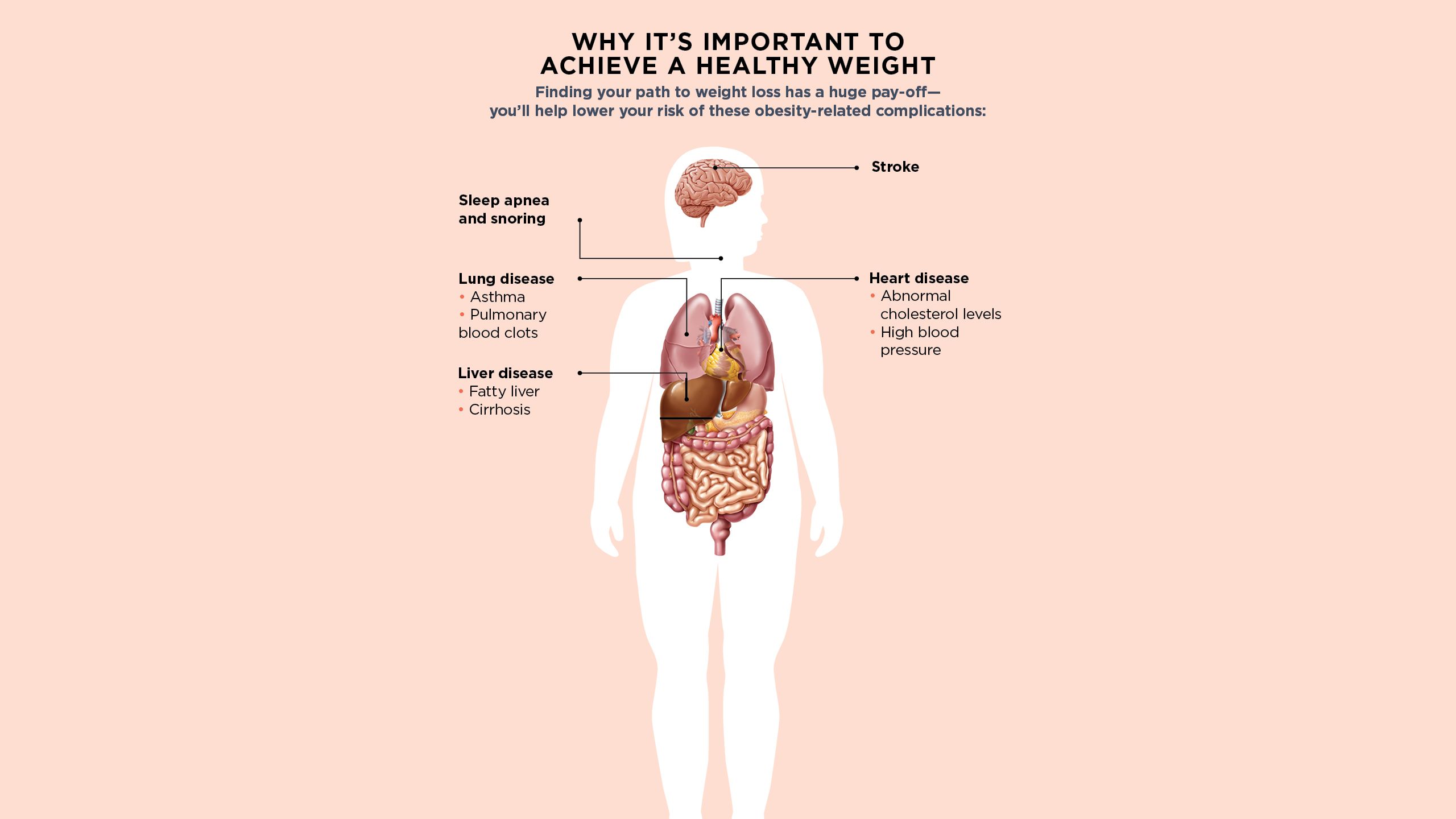 An illustration of human organs.