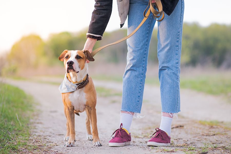 A person walking their dog and staying active daily.