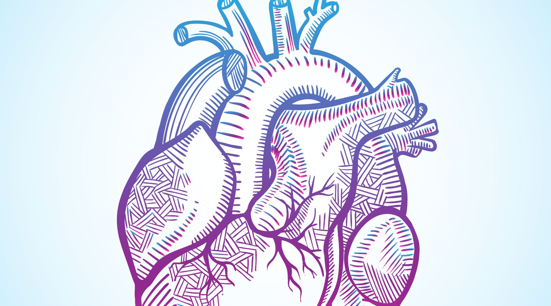 An illustration of a human heart.