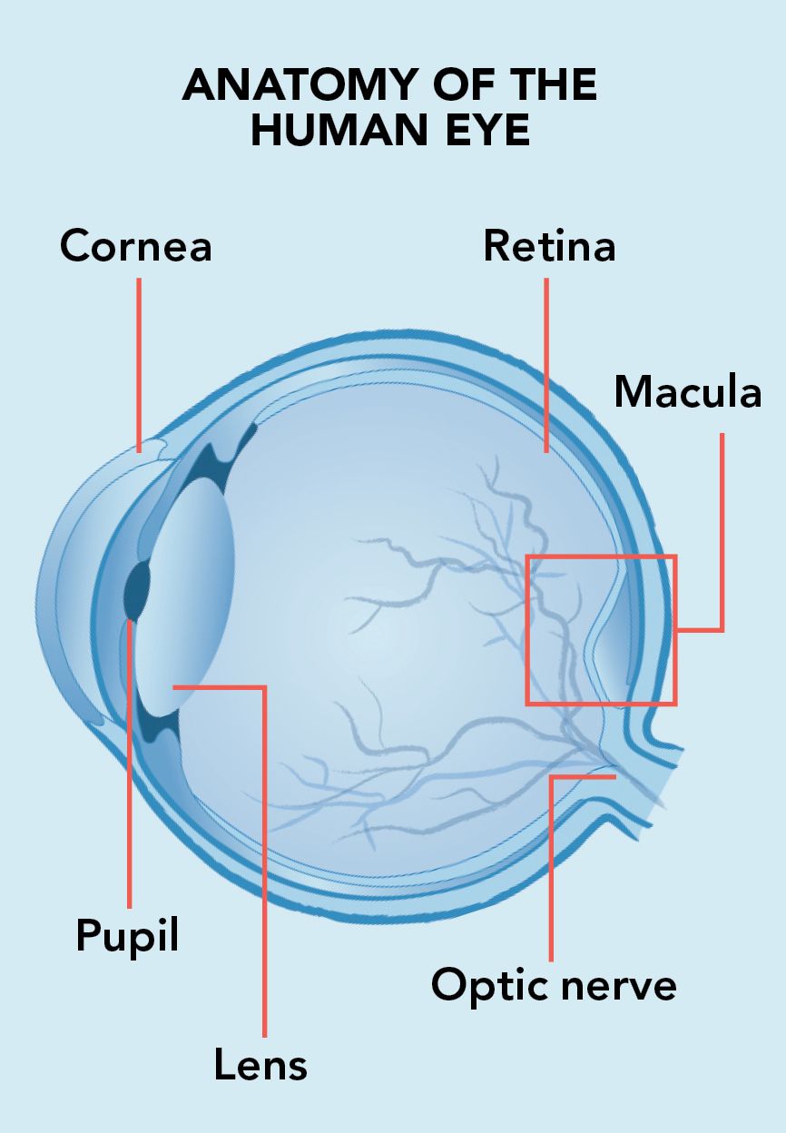  Illustration of the anatomy of the human eye. (Cornea, Retina, Macula, Pupil, Lens, Optic nerve.)