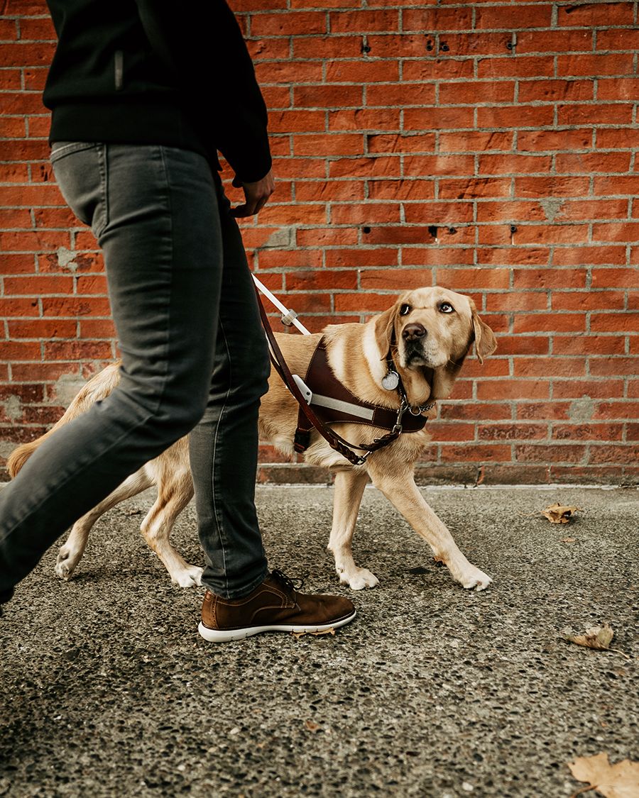 Seeing eye dog walking with man.